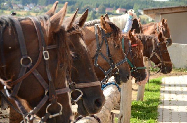 Q Ranch Hotel Bezdekov  Buitenkant foto